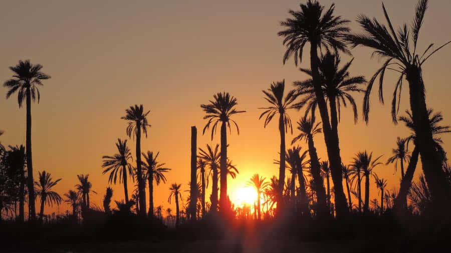 Marrakech: Dunes of the Palmeraie Quad Bike Ride with Tea - How much riding do you really get?