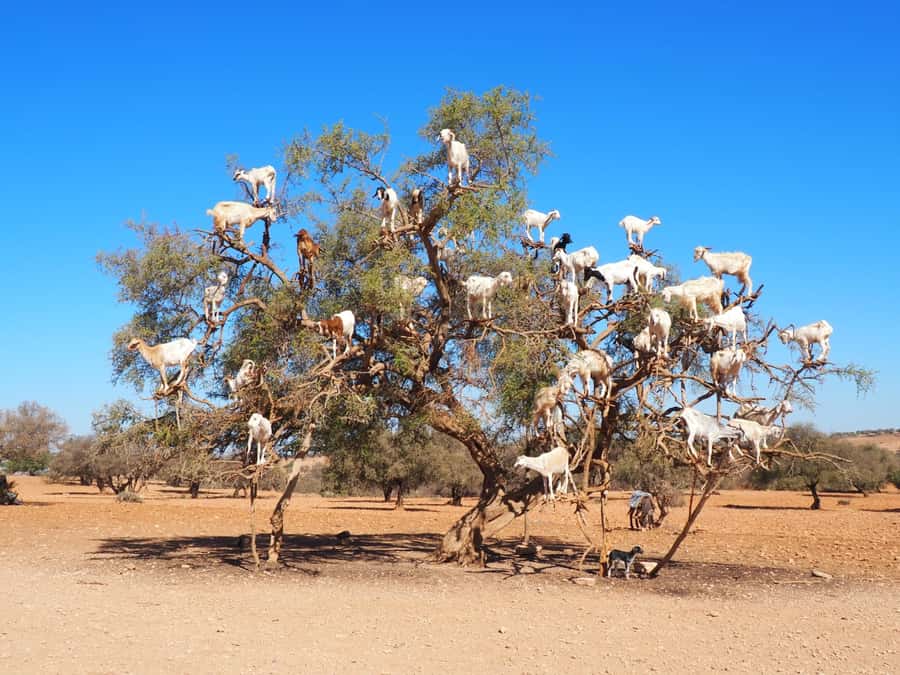 Marrakech: Essaouira Day Trip with Transfers and Co-op Visit - Morning pickup and the three-hour ride west