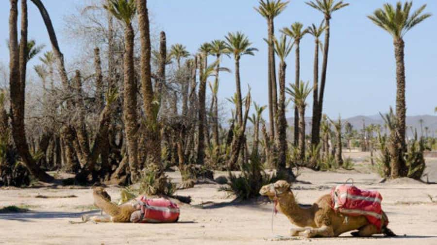 Marrakech: Half-Day Camel Ride in Palm Grove - Key points to know before you book