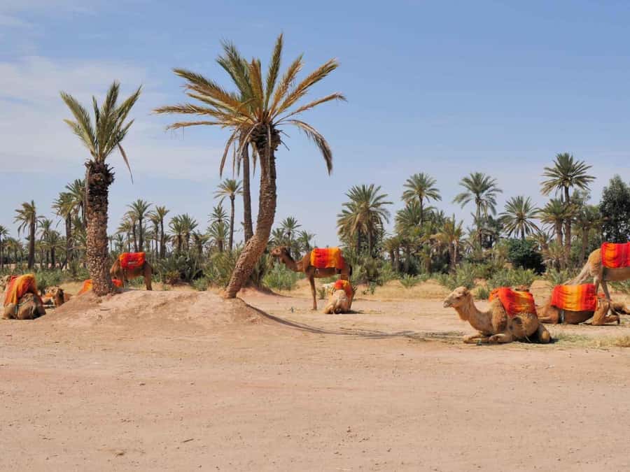Marrakech: Half-Day Camel Ride in Palm Grove - Mint tea after the camels