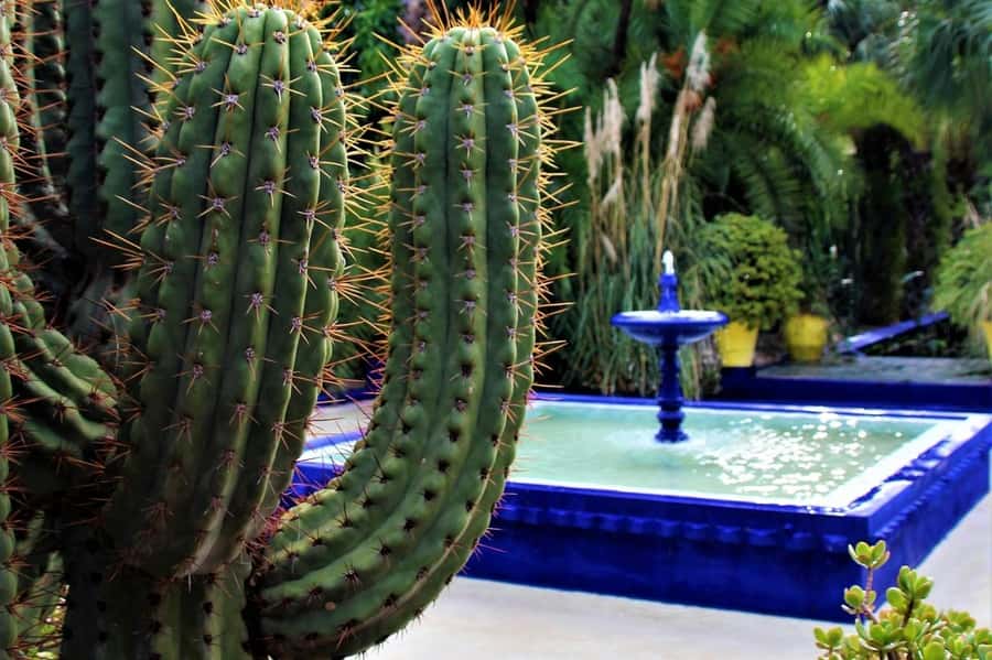 Marrakech: Majorelle Garden, YSL, and Berber Museum Entry - Start with Majorelle Garden’s blue walls and quiet paths