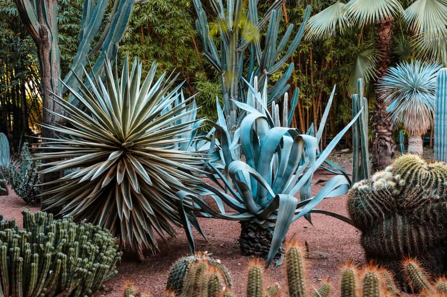 Marrakech: Majorelle Garden, YSL, and Berber Museum Entry - The Pierre Bergé Museum brings Berber art into focus
