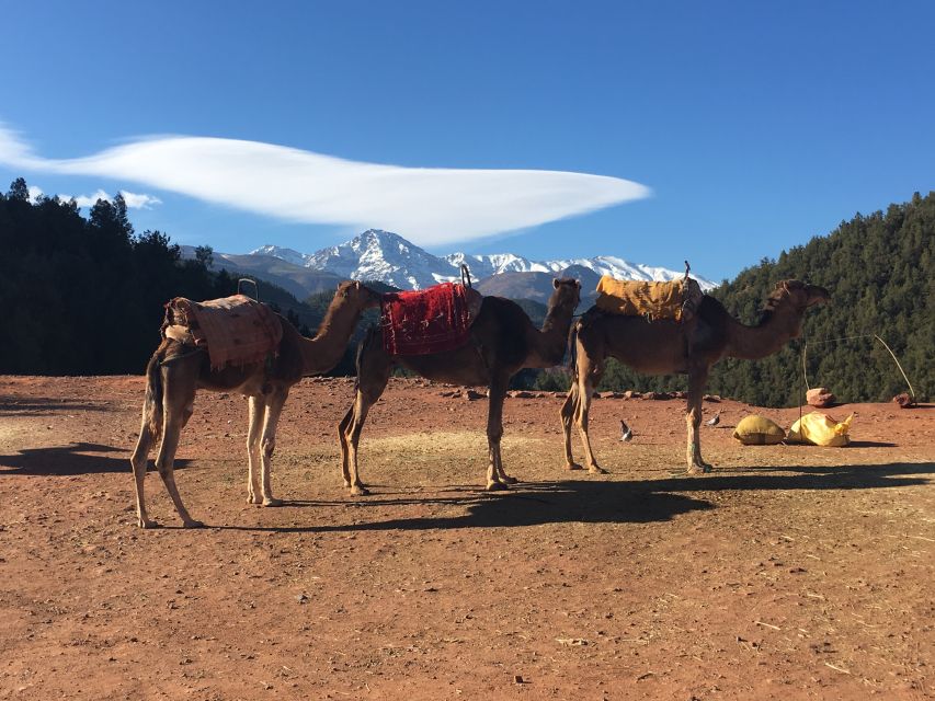 Marrakech: Ourika Valley & Atlas Mountains Half-Day Trip - What the timing feels like