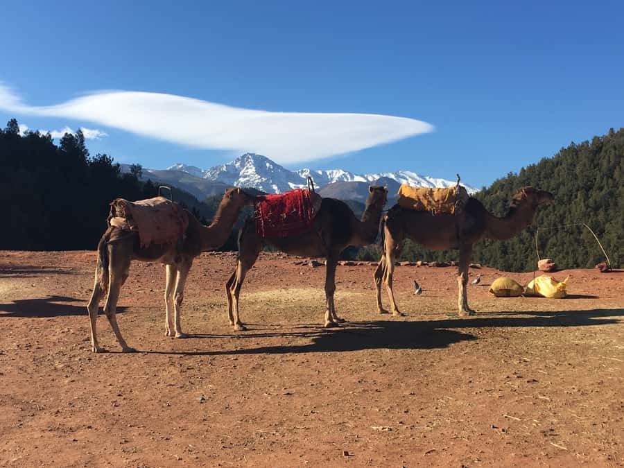 Marrakech: Ourika Valley & Atlas Mountains Half-Day Trip - How the guide affects the experience