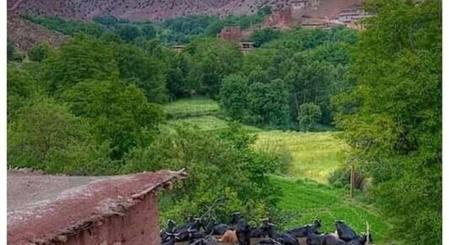 Marrakech: ourika valley lunch & guided hike to waterfalls - Guides, drivers, and the value of good organization
