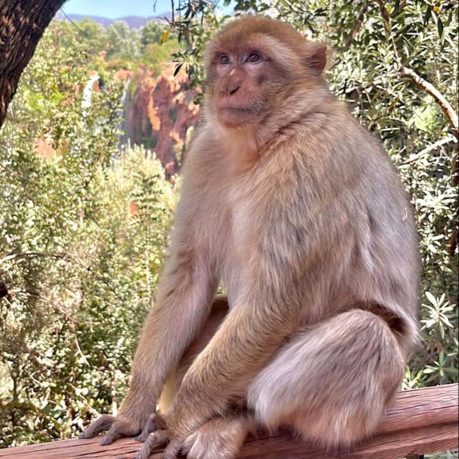 Marrakech: ourika valley lunch & guided hike to waterfalls - Should you book the Ourika Valley trip?