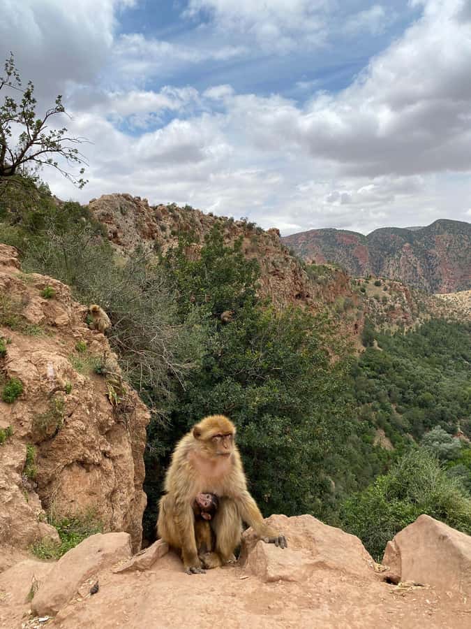 Marrakech : Ouzoud Waterfalls & Guided Tour & Boat Ride - Barbary macaques, olive trees, and safe habits