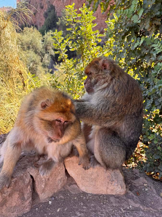 Marrakech: Ouzoud Waterfalls Trip, Guided Hike & Boat Option - Lunch Above the Falls