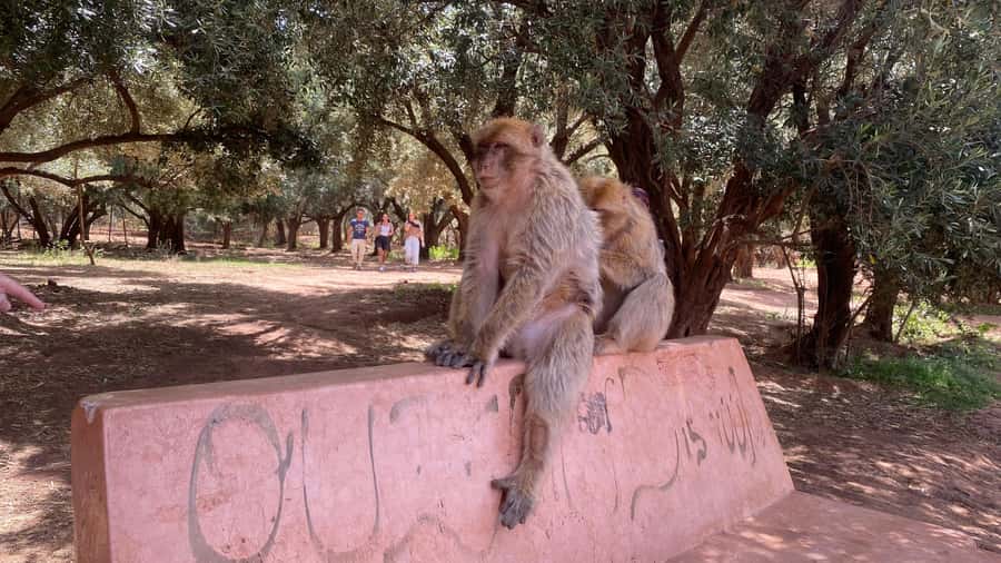 Marrakech: Ouzoud Waterfalls Trip, Guided Hike & Boat Option - What the $14 Price Really Covers