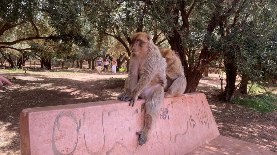 Marrakech: Ouzoud Waterfalls Trip, Guided Hike & Boat Option - Who Will Enjoy This Day Trip Most