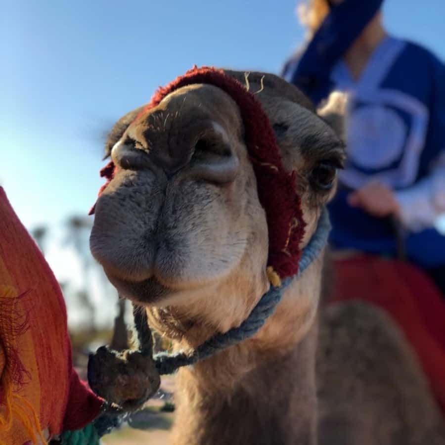 Marrakech palm grove: Sunset camel ride - Getting dressed for the camel ride