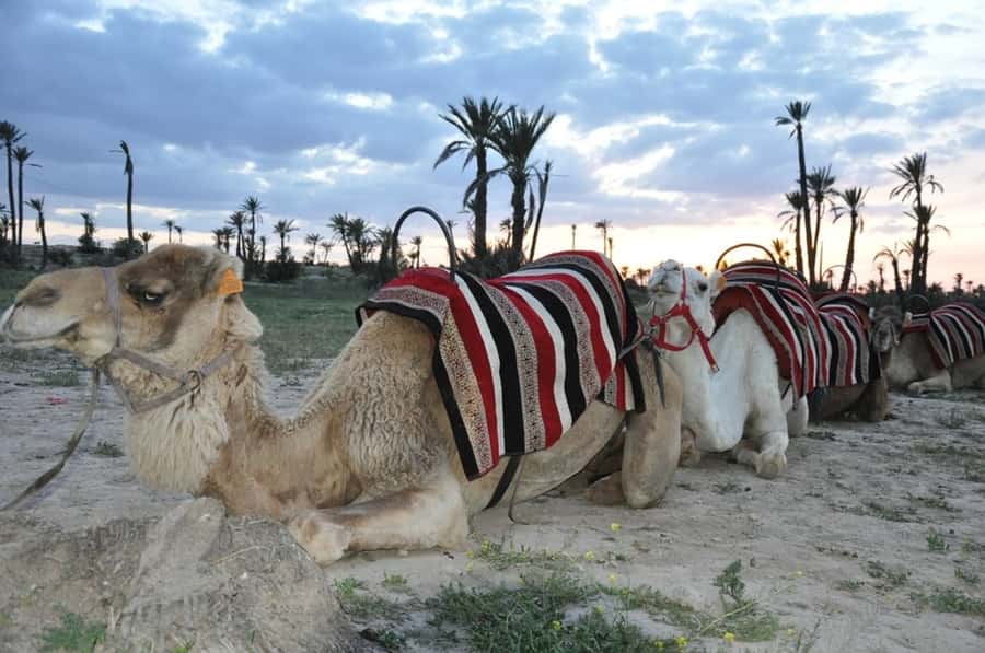 Marrakech palm grove: Sunset camel ride - Returning at sunset