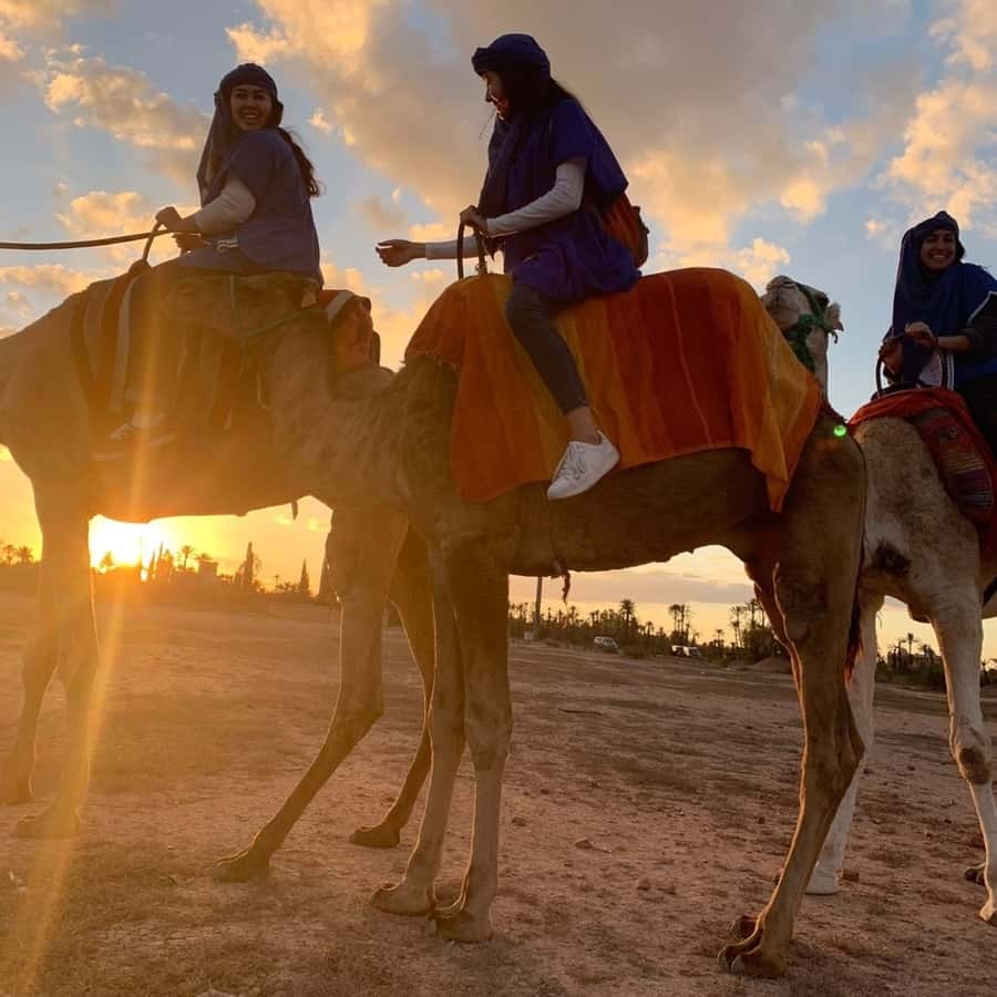 Marrakech palm grove: Sunset camel ride - Comfort, clothing, and who should book
