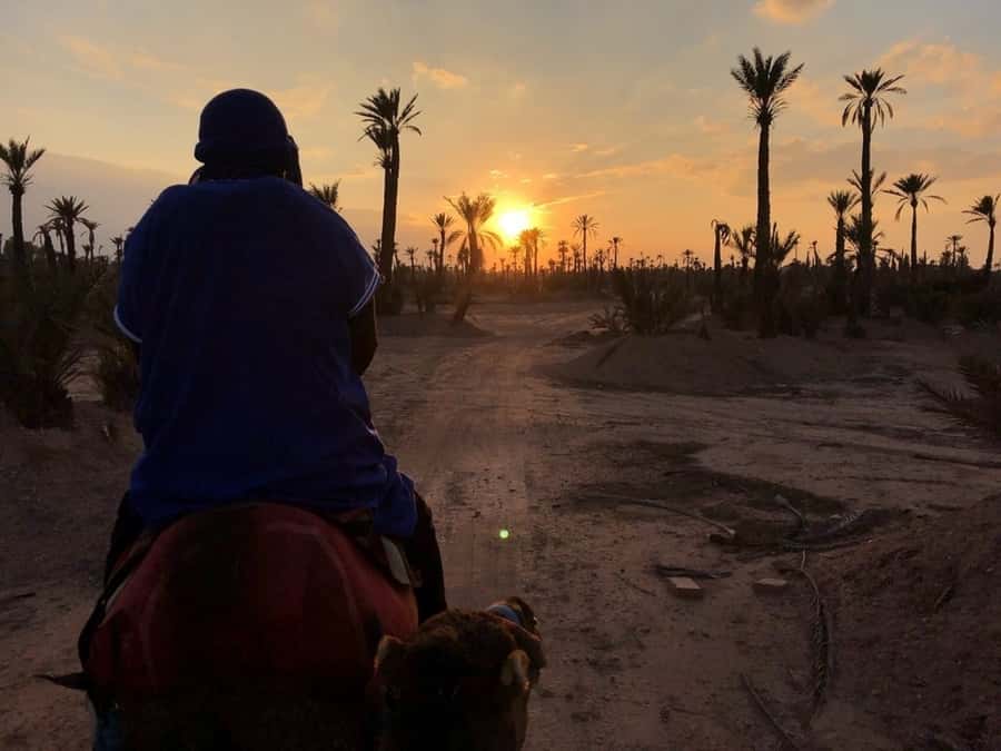 Marrakech palm grove: Sunset camel ride - Thirty minutes among the palm trees