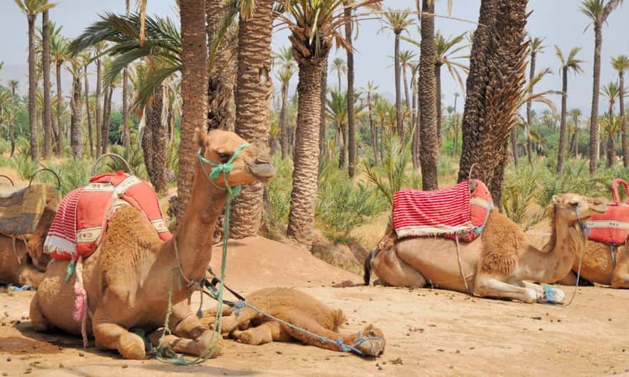Marrakech Palmeraie: Camel Ride at Sunset - One hour among palms and dusty tracks
