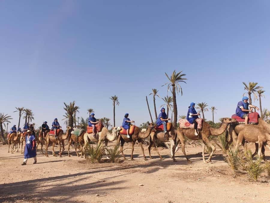 Marrakech Palmeraie: Camel Ride at Sunset - Mint tea after the camels