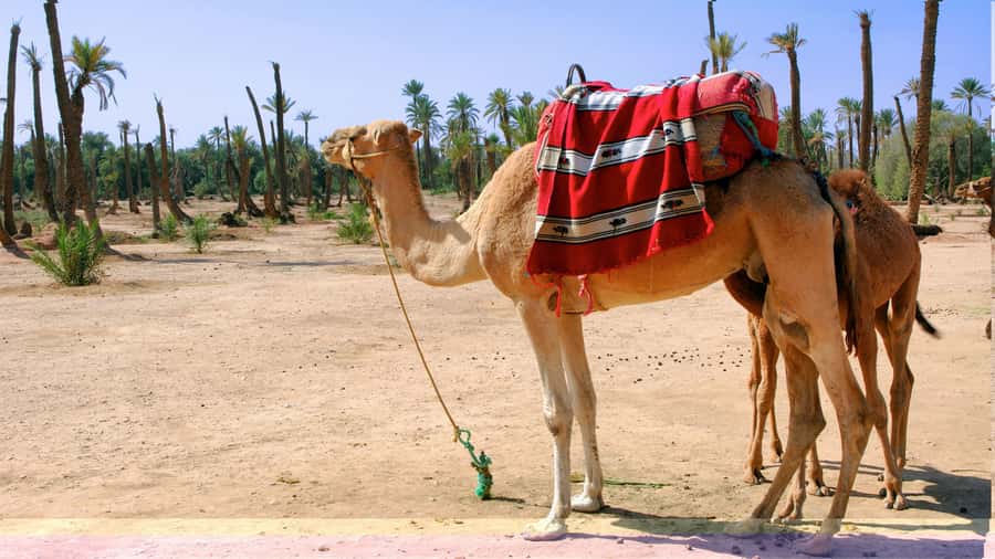 Marrakech Palmeraie: Camel Ride & Quad Bike Experience - Timing, group rhythm, and what four hours really means