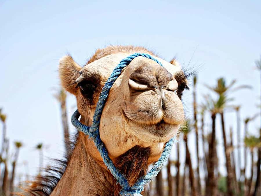 Marrakech: Sunset Camel Ride in Palmeraie - From Marrakech to the Palmeraie in 150 minutes