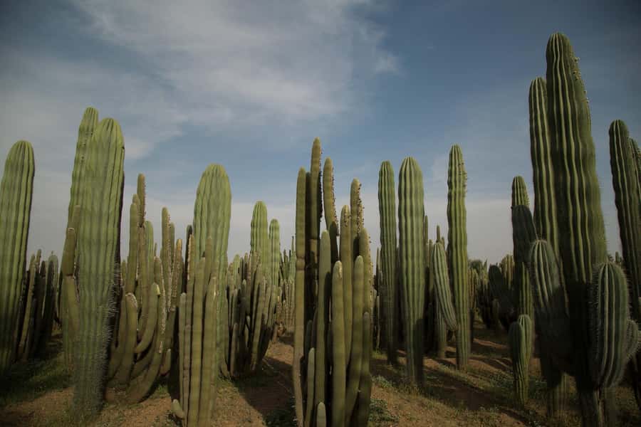 Marrakesh: Cactus Thiemann Entry Ticket - Key points to know before you go