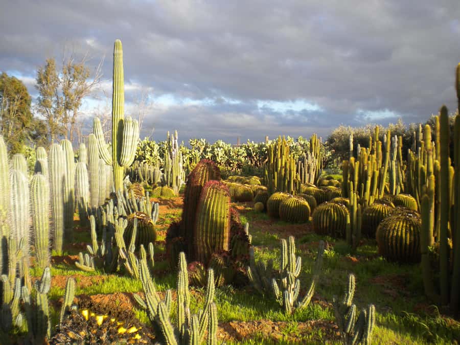Marrakesh: Cactus Thiemann Entry Ticket - The photo area and the best reasons to bring your phone