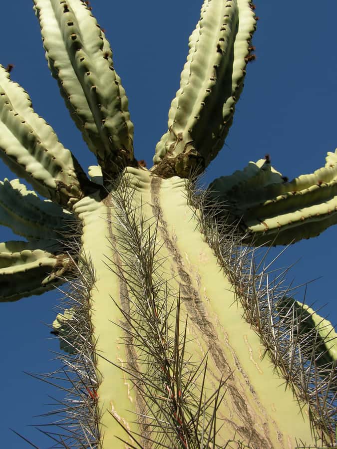Marrakesh: Cactus Thiemann Entry Ticket - Getting there from Marrakesh