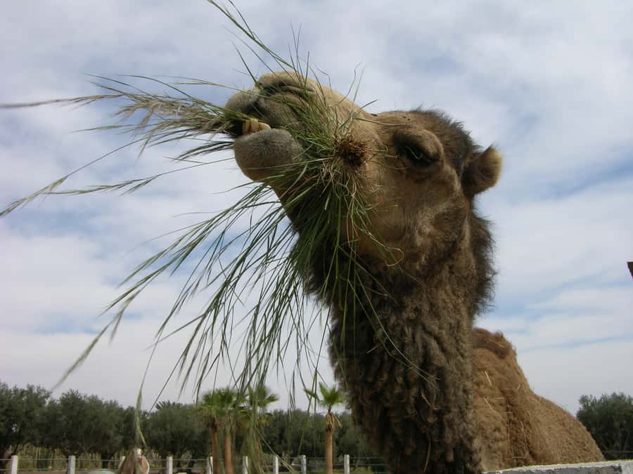 Marrakesh: Cactus Thiemann Entry Ticket - What families, photographers, and plant fans should expect