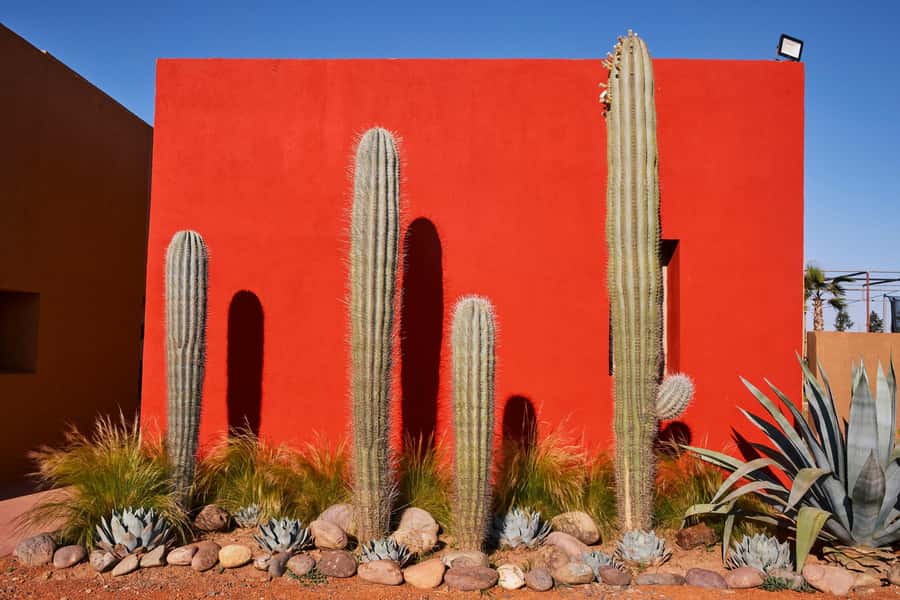 Marrakesh: Cactus Thiemann Entry Ticket - Is Cactus Thiemann worth booking?