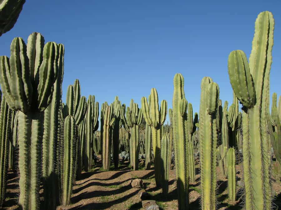 Marrakesh: Cactus Thiemann Entry Ticket - The seven-hectare cactus collection