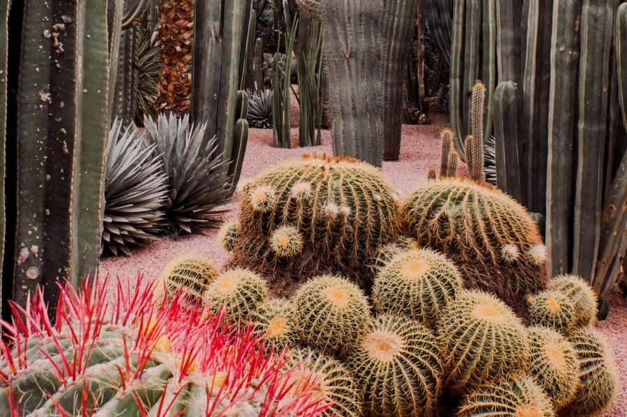 Marrakesh: Majorelle Garden Entry Tickets - Planning your arrival and ticket