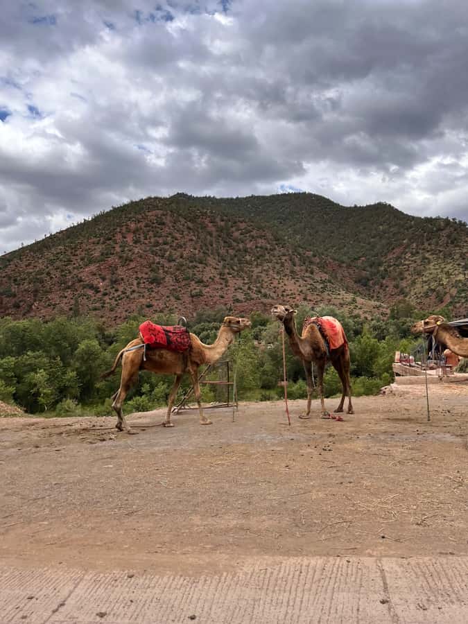 Marrakesh: Ourika Valley & Atlas Mountains, Day Trip + Lunch - Key points to know before booking
