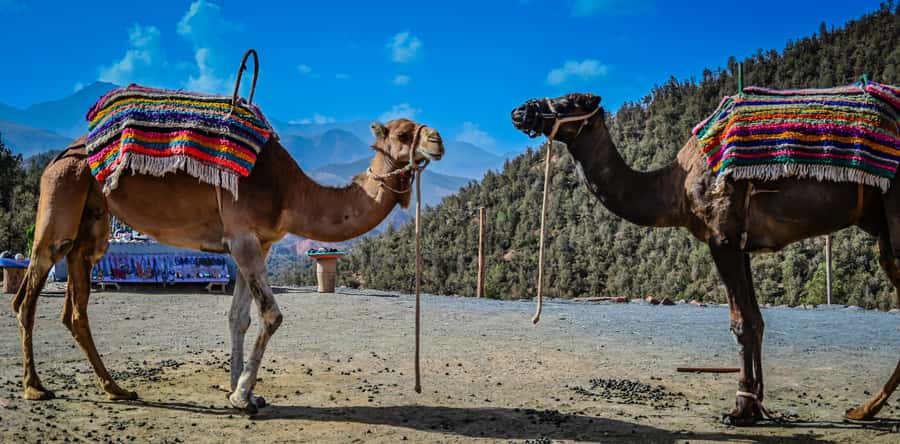 Marrakesh: Ourika Waterfalls, Atlas Mountains, Guide + Lunch - Lunch beside the rushing river
