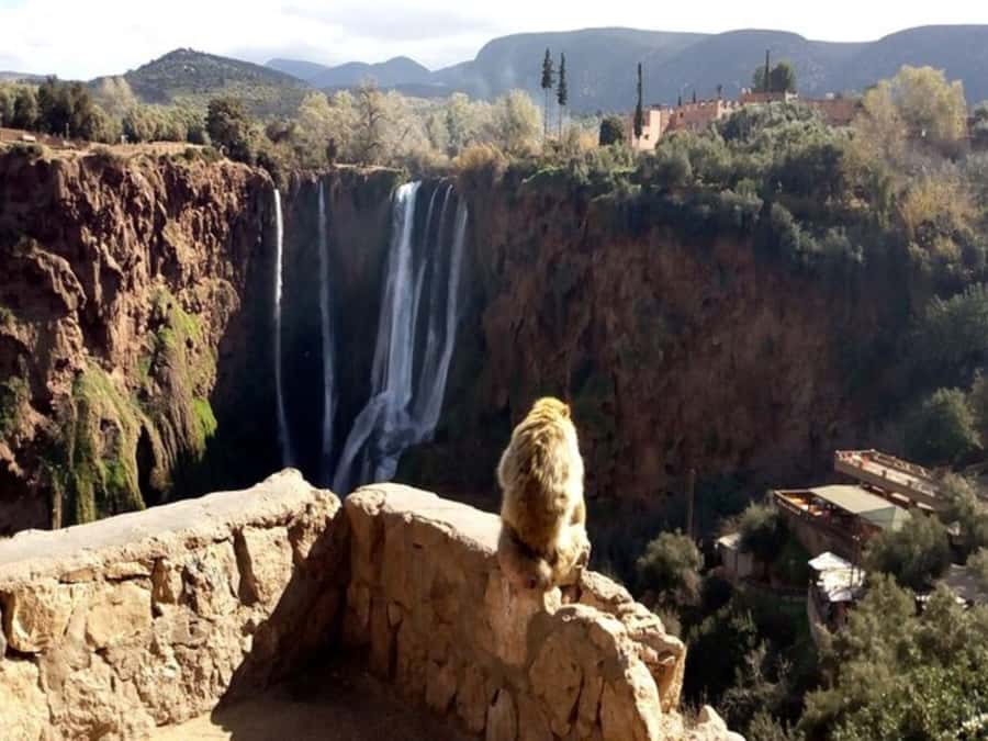 Marrakesh: Ouzoud Waterfalls Trip with Hike & Boat Option - Who should book this Ouzoud day trip?