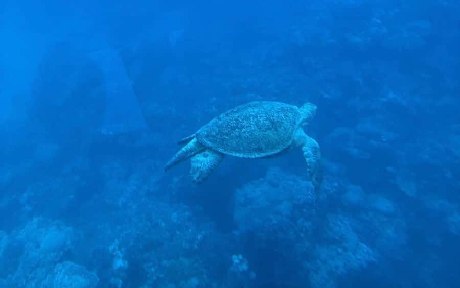Marsa Alam: Elite vip Turtle bay snorkeling with BBQ Lunch - A VIP boat day from Port Ghalib Marina