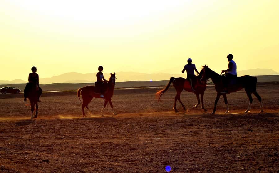 Marsa Alam: Sea and Desert Horse Riding Tour - Should you book it?