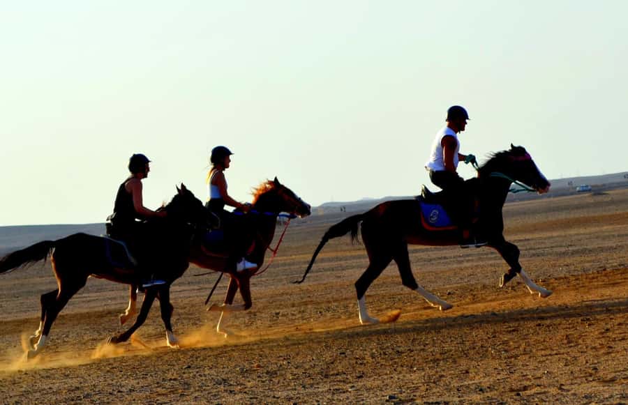 Marsa Alam: Sea and Desert Horse Riding Tour - Who should book this Marsa Alam ride?