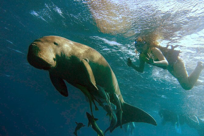 Marsa Mubarak snorkeling with dugong and turtles - marsaalam - Quick points before you book