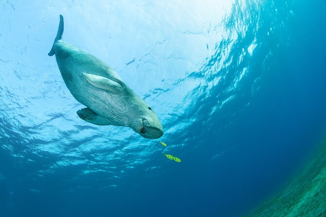 Marsa Mubarak snorkeling with dugong and turtles - marsaalam - Why Marsa Mubarak is worth your day