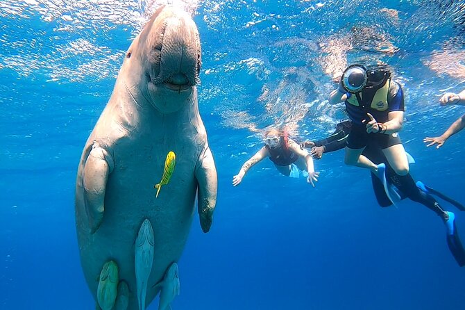 Marsa Mubarak snorkeling with dugong and turtles - marsaalam - Searching for the dugong