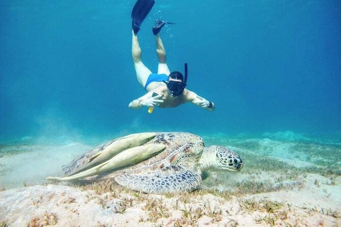 Marsa Mubarak snorkeling with dugong and turtles - marsaalam - Snorkeling with the turtles