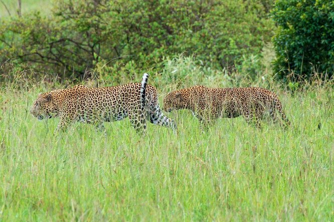 Masai Mara 3 Day Safari | Private 4WD Jeep Tour - A private start from Nairobi at 7:00 am