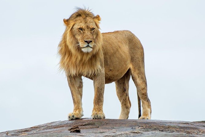 Masai Mara 3 Day Safari | Private 4WD Jeep Tour - A Maasai cultural visit with details to confirm