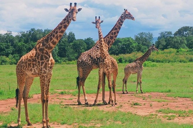 Masai Mara 3 Day Safari | Private 4WD Jeep Tour - What the $2,120 price means
