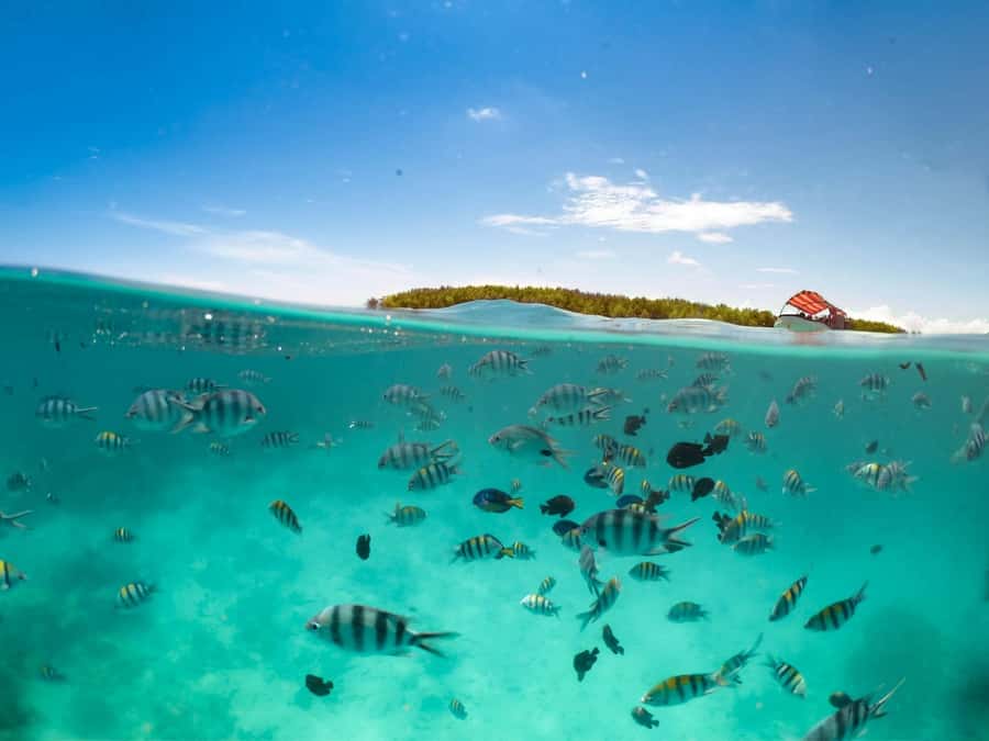 Matemwe: Mnemba Island Dolphin & Snorkeling Boat Trip - Snorkeling among coral and tropical fish