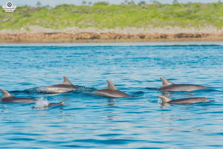 Matemwe: Mnemba Island Dolphin & Snorkeling Boat Trip - Who should book this trip