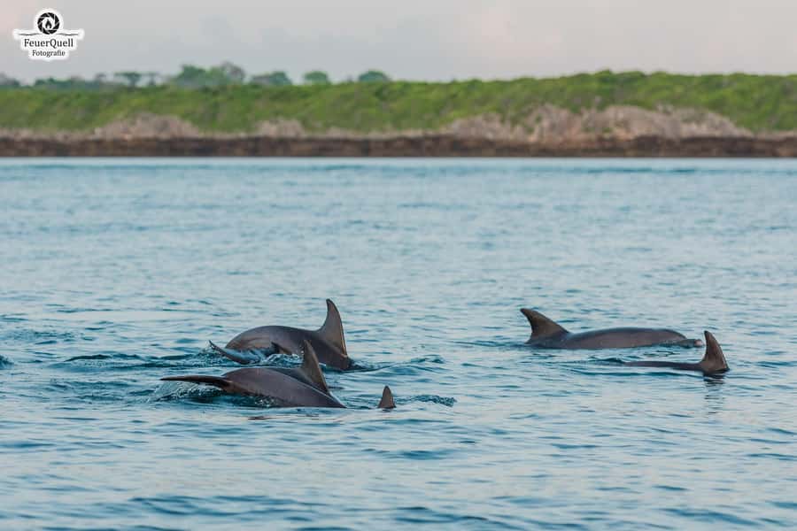 Matemwe: Mnemba Island Dolphin & Snorkeling Boat Trip - The first search for dolphins