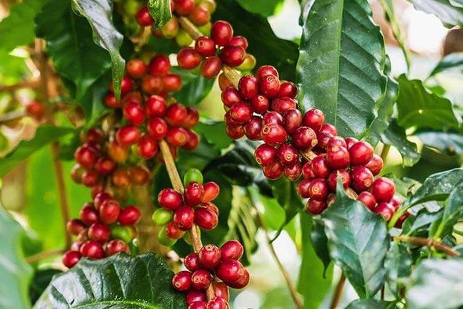 Materuni Waterfalls & Coffee Tour from Moshi - A waterfall and coffee day near Kilimanjaro
