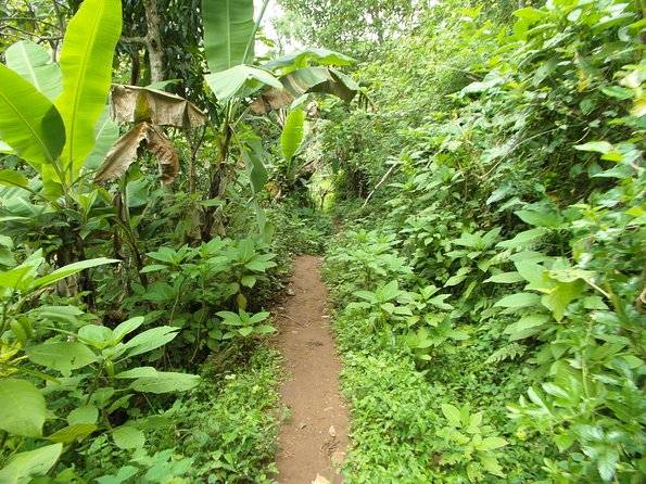 Materuni Waterfalls & Coffee Tour from Moshi - Lunch and what the $60 price covers