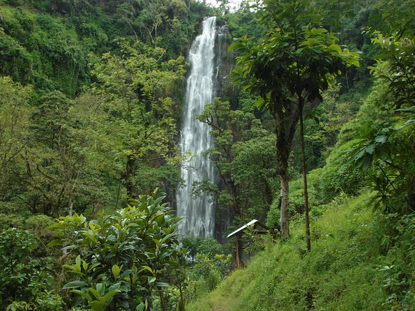 Materuni Waterfalls & Coffee Tour from Moshi - Starting with Chagga coffee culture