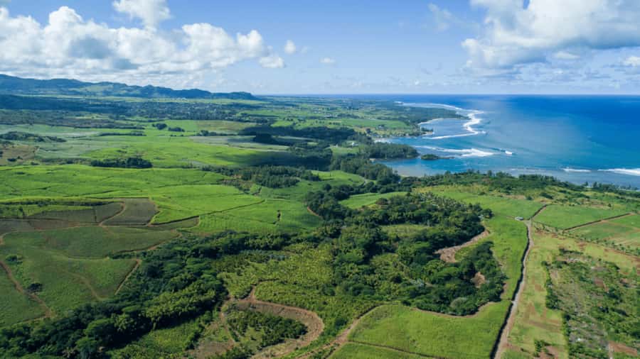 Mauritius: Bel Ombre Nature Reserve 4x4 Safari Adventure - Conservation and traces of human settlement