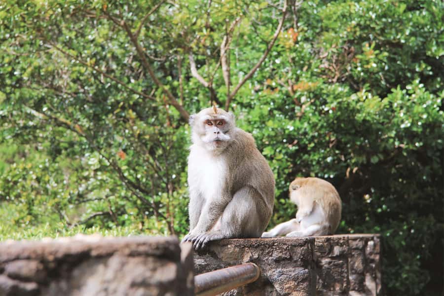 Mauritius: Black River Gorges National Park 3-Hour Hike - Why Black River Gorges is worth your morning